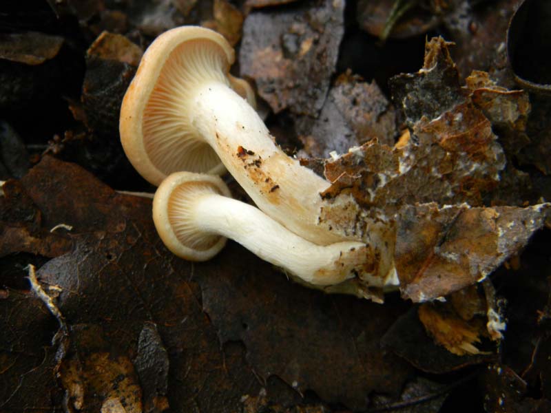 Alcuni ritrovamenti del 15.03.2011.